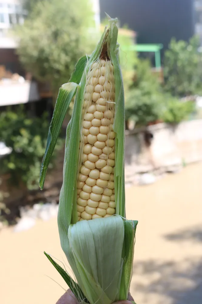 Oltu Mısırları tezgahta yerini aldı.