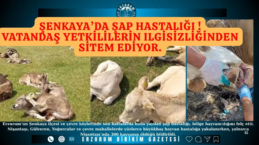 Şenkaya’da Şap Krizi Derinleşiyor: Üretici Destek Bekliyor